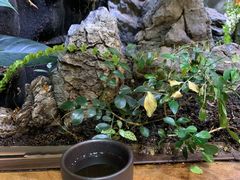 -森味薪火烧•烧鸟居酒屋•日本料理(望京店)