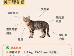 -翊宠yipet猫狗购宠庄园犬舍•猫舍