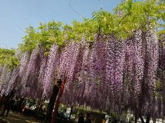 -嘉定紫藤园