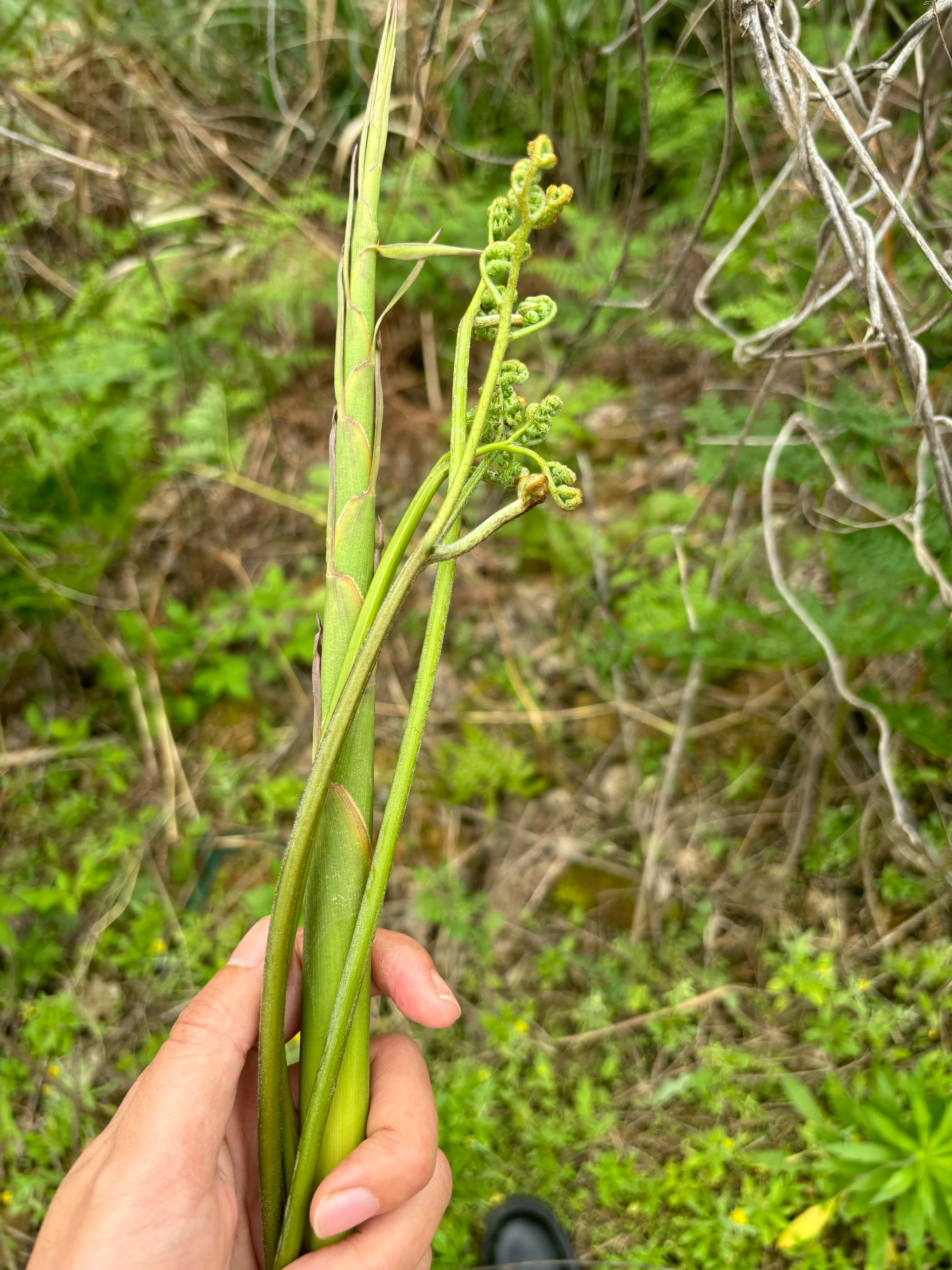 早春采摘的野菜图片