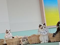 -怪兽屋·羊驼·猫咖·狗咖(俊华广场店)