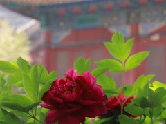 -北京市劳动人民文化宫(太庙)