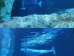 -珠海长隆海洋王国