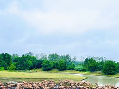 -溱湖国家湿地公园