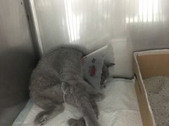 -宠颐生中康贝怡动物医院
