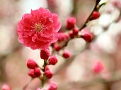 -海棠花溪(元大都城垣遗址公园)