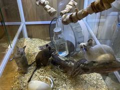 -酷以爬仙阁实体爬宠店·守宫·蜥蜴·专业繁育