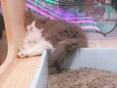 -屋虎猫馆(宝安大仟里店)