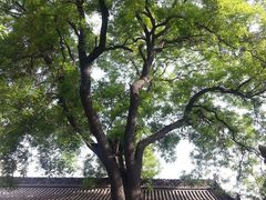 80094_2013041209090800_20130412_090907-西安化觉巷清真大寺
