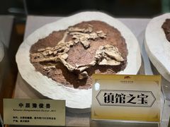-河南自然博物馆