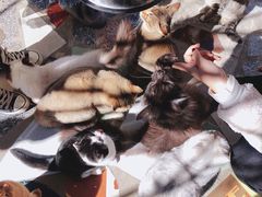 -喵屿·大理花园猫咖