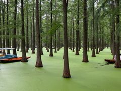 -渌洋湖湿地公园