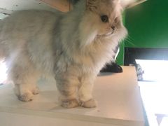 -李小姐の猫咖啡馆(五角场店)