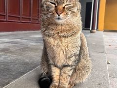 -西园戒幢律寺