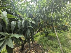 -老袁家蜜桃农场·阳山水蜜桃