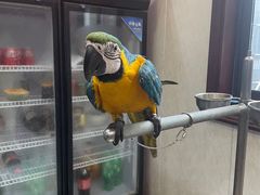 -观桥阁(锦溪店)