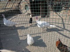 -南宫五洲植物乐园