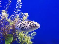 -上海海洋水族馆