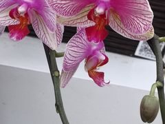 -荷兰花海