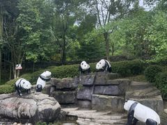 -都江堰中华大熊猫苑