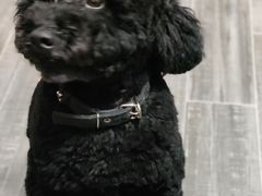 -创凡宠物医院·骨专科  猫科中心(西乡分院)