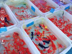 -清平路水族市场