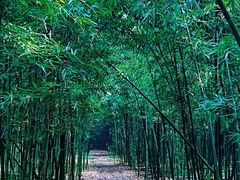 -同里国家湿地公园