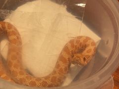 -酷以爬仙阁实体爬宠店·守宫·蜥蜴·专业繁育