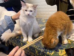 -平行世界·猫咖(首经贸店)