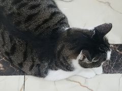 -派特宠物医院(圆融广场店)