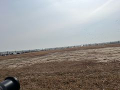 -盐城丹顶鹤湿地生态旅游区