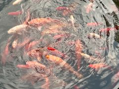 -阳澄湖半岛旅游度假区