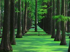 -渌洋湖湿地公园