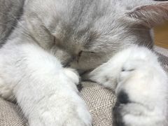 -滚猫咖啡·猫咖·猫友好撸猫(未来城店)