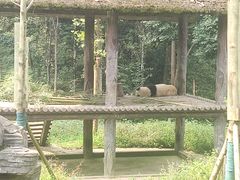 -中国大熊猫保护研究中心雅安碧峰峡基地