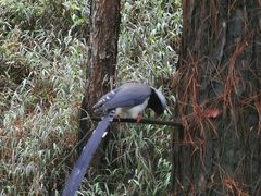-铁山坪森林公园