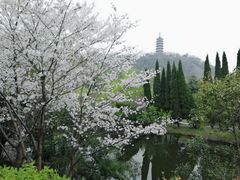 -焦山景区-万佛塔