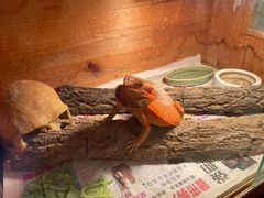 -Rabbit Cafe私房西餐甜点咖啡(栖霞路店)