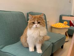 -猫在这儿猫咪咖啡馆·撸猫馆