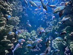 -海合安青岛极地海洋公园