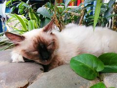 -喵屿·大理花园猫咖