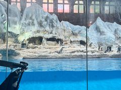 -帝企鹅自助餐厅•儿童岛•真企鹅(长隆企鹅酒店)