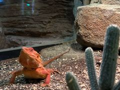 -帕帕拉兹宠物(亚洲旗舰店)