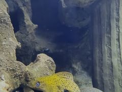 -芜湖新华联大白鲸海洋公园