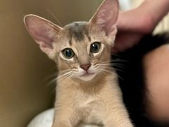 -欣宠猫屋·矮脚拿破仑·蓝金金渐层