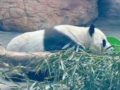 -石家庄市动物园