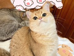 -东方名猫馆·英短金渐层布偶猫舍(环线广场1号楼店)