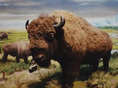 -陕西自然博物馆