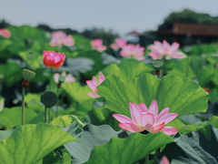 -荷塘月色湿地公园·向阳花洲