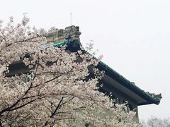 -武汉大学-樱园